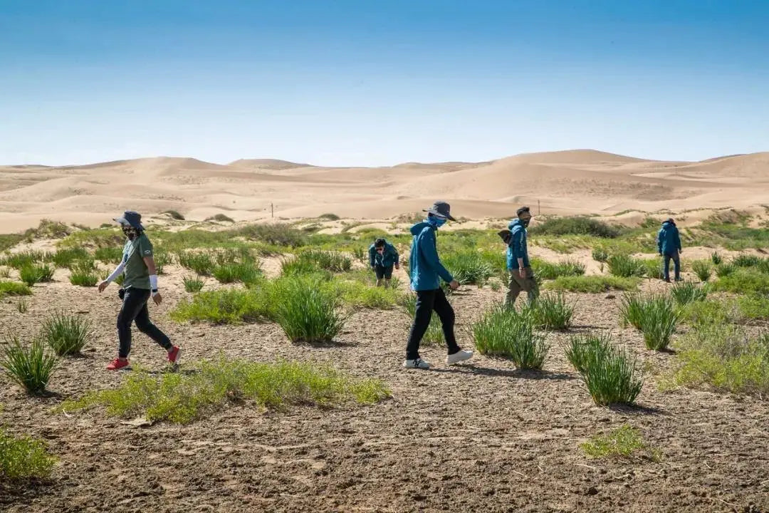 How Glamping in Desert Could Impact People’s Minds - Naturehike official store